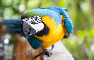 beautiful Blue-and-Yellow Macaw in rainforest