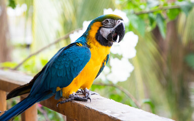 beautiful Blue-and-Yellow Macaw in rainforest