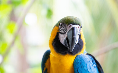 beautiful Blue-and-Yellow Macaw in rainforest