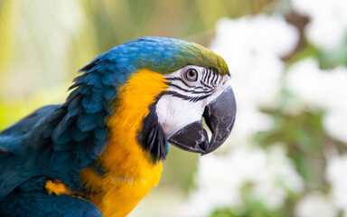 beautiful Blue-and-Yellow Macaw in rainforest