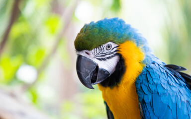 beautiful Blue-and-Yellow Macaw in rainforest