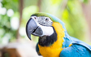 beautiful Blue-and-Yellow Macaw in rainforest