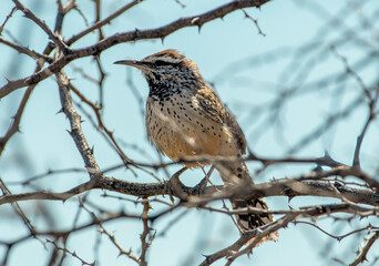 Cactus Wren Perched in a Thorny Bush