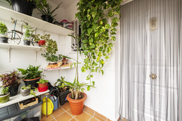 Fototapeta na wymiar Indoor plants on an entrance terrace to a single-family home with a white armored door with a mosquito net