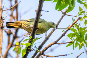 The pink-necked green pigeon (Treron vernans) is a species of bird of the pigeon and dove family
