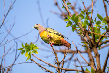 The pink-necked green pigeon (Treron vernans) is a species of bird of the pigeon and dove family