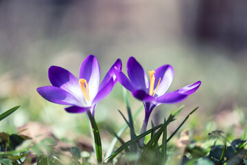 Two spring flower crocus on green grass closeup. Sunny forest on background. Nature photography