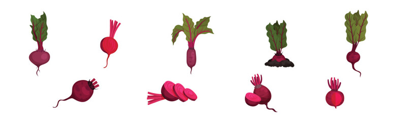 Beetroot or Red Beet with Top Leaves Vector Set