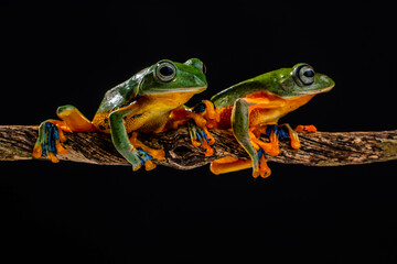 Wallace's flying frog (Rhacophorus nigropalmatus), also known as the gliding frog