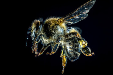 bee on a black background