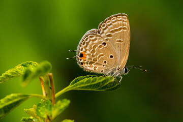 Fototapeta na wymiar small butterfly perched in flowers
