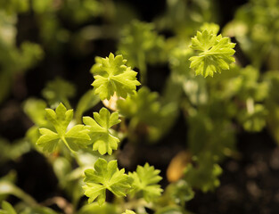 Parsley sprouts