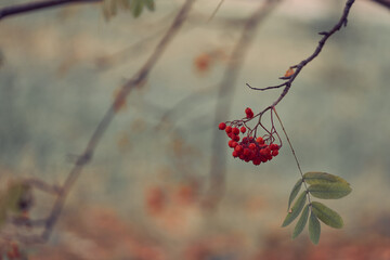 Selective focus on red rowan berries growing on the branches of a tree with green leaves on a dark background. Colors of autumn nature with space to copy. High quality photo
