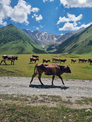 Cows herd at Truso valley, Caucasus, Georgia, Kazbegi(Stepantsminda)