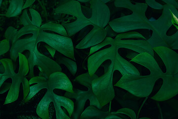 Large green monstera leaves on a dark background - obrazy, fototapety, plakaty