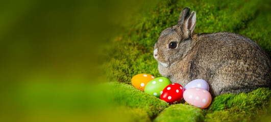 easter rabbit and easter eggs