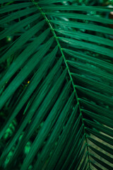 Obraz na płótnie Canvas Palm leaf backgroung. Green leaves in botanical garden
