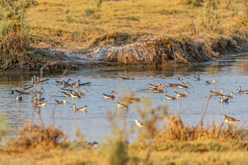 Spotted red Shank roaming in a wet land