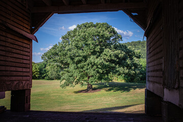 tree in the park