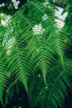 Perfect natural young fern leaves background