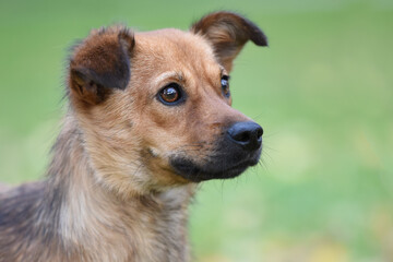 Cute small dog in the park posing for a photo