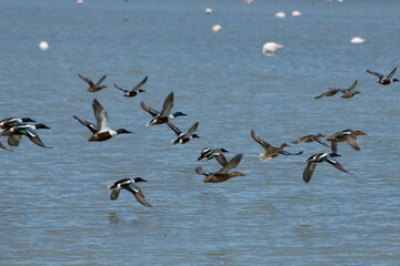 Grupo de patos volando sobre la laguna del Parque Natural el Hondo