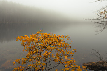 Single vivid yellow birch branch in foreground, misty cold lake, white foggy sky