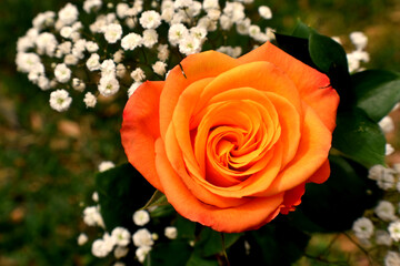 blooming orange rose growing in the garden close up