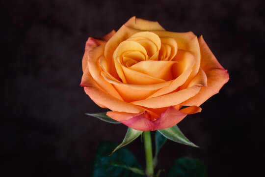 blooming orange rose growing in the garden close up