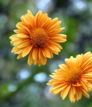 yellow Sunflower in the garden