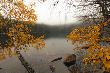 Yellow birch tree and birch branches over calm lake with stones in foreground, in background foggy forest, and white sky