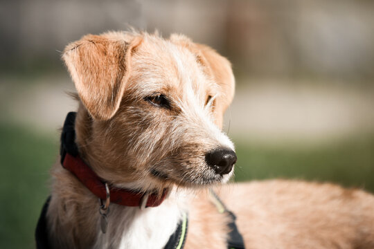 Portrait of a beautiful rescued dog taken during his free walk