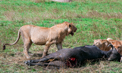 Pride of African Lions (Panthera Leo) killed a young buffalo on hunting in Masai Mara national reserve, Kenya. Africa	