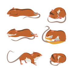 Field Mouse as Small Rodent with Long Tail and Dorsal Black Stripe Vector Set