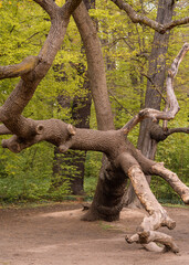 Fototapeta premium Large branched, gnarled tree with pruned, thick branches in a green park