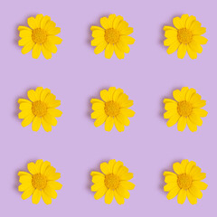 Seamless pattern with yellow daisy for Spring holidays, Women's Day, Wedding Day on purple background.