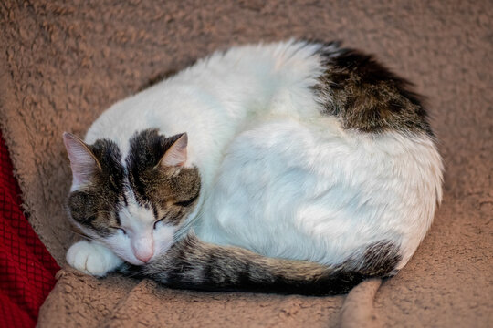 The cat enjoys and sleeps on the sofa. Black and white striped cat.