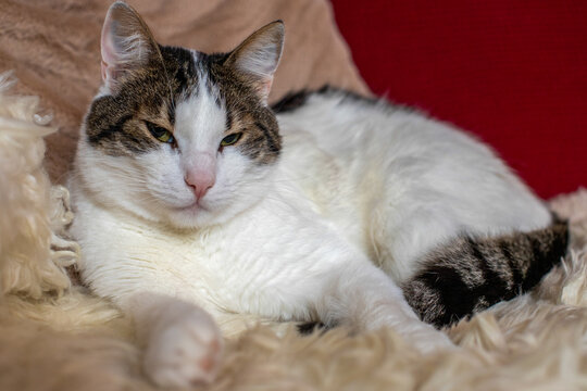 The cat enjoys and sleeps on the sofa. Black and white striped cat.