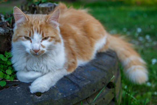The cat enjoys and sleeps on the old log. Yellow cat.