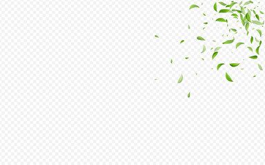 Grassy Leaves Falling Vector Transparent