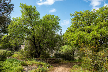Fototapeta na wymiar Forest in northern Israel near Migdal HaEmek