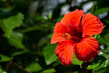 Red hibiscus flower in a lush foliage area - Stock photo