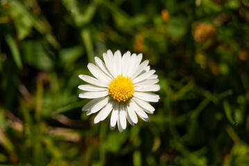 Obraz premium Daisy flower on a grass field - Stock photo