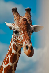 portrait of giraffe