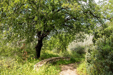 Forest in northern Israel near Migdal HaEmek
