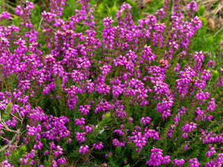 Fototapeta premium An inflorescence of beautiful little pink flowers, a close-up shot. Wildflowers.