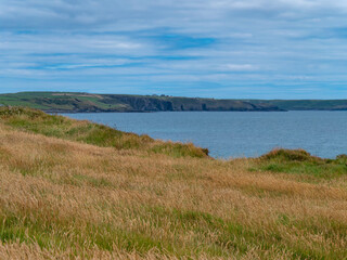 Dense herbaceous vegetation on the rocky coast of the Atlantic Ocean. Nature of Northern Europe. Seaside landscape. Green grass field near body of water under blue sky