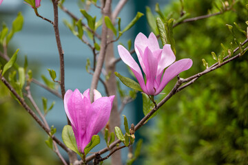 Obraz premium Rose of Sharon Flowers