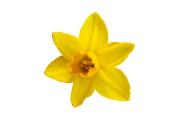 Foto auf Acrylglas Spring with the yellow narcis on a white background © zzplogo