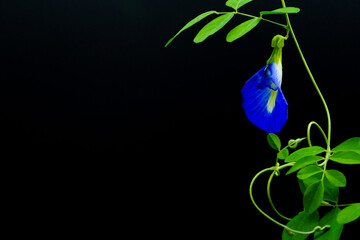 Blue flower isolated on black background with copy space. Butterfly pea (Clitoria ternatea) used as a food and herbal medicine.	